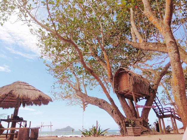 Holzhausbaum am Strand