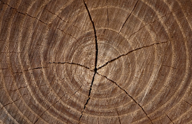 Holzhintergrund Alte hölzerne Eiche Schnittfläche Grobe organische Textur von Baumringen hautnah