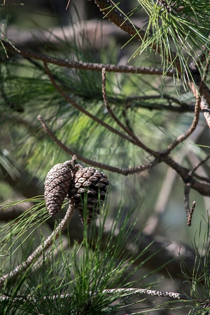 Foto holzkegel auf den zweigen einer kiefer im wald