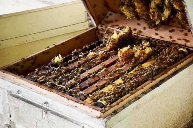 Foto holzkiste für bienenhaus in der bienenfarm in phrae thailand