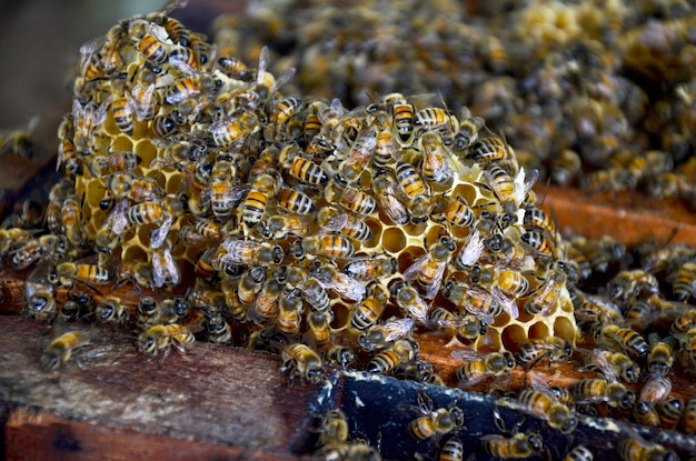 Holzkiste für Bienenhaus in der Bienenfarm in Phrae Thailand
