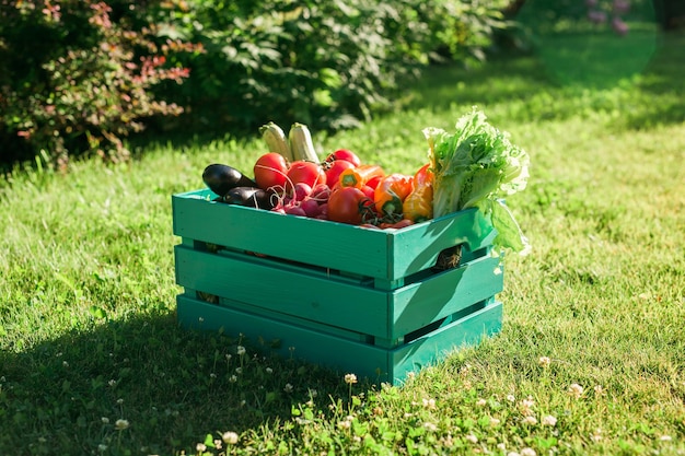 Holzkiste gefüllt mit frischem Gemüse bei der Gartenernte und Gartenarbeit