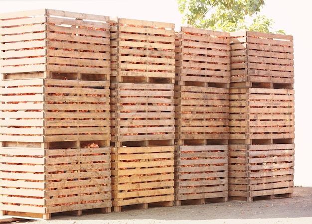 Foto holzkisten mit frisch geernteten zwiebeln