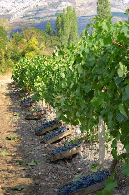 Holzkisten täuschen geerntete Trauben zur Abendzeit des Weinbergs