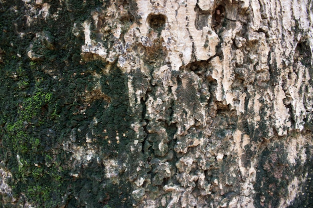 Holzklotzbaumnatur mit Moos