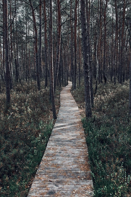 Holzpfad, der durch den Sumpf und den Wald in einem Naturpark führt, Herbstwaldlandschaft