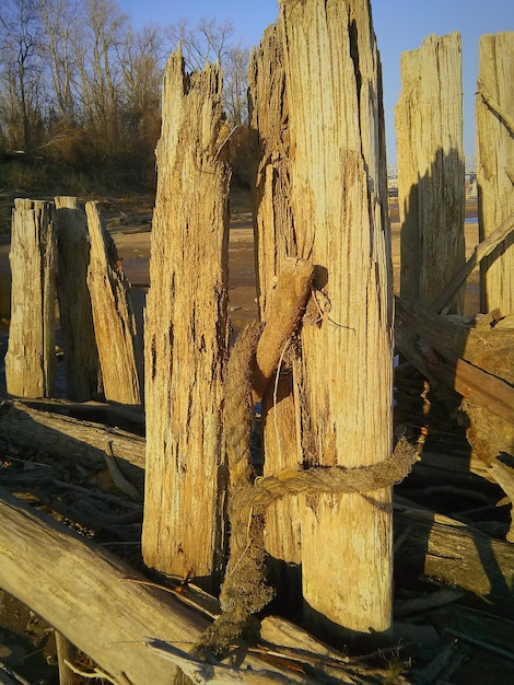 Foto holzpfahl auf holzpfahl