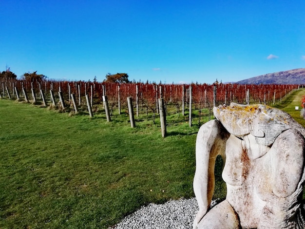 Foto holzpfosten auf dem feld gegen den klaren blauen himmel in einem weinberg