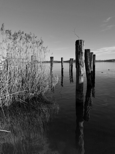 Foto holzpfosten und schilf im chiemsee gegen den himmel in schwarz-weiß