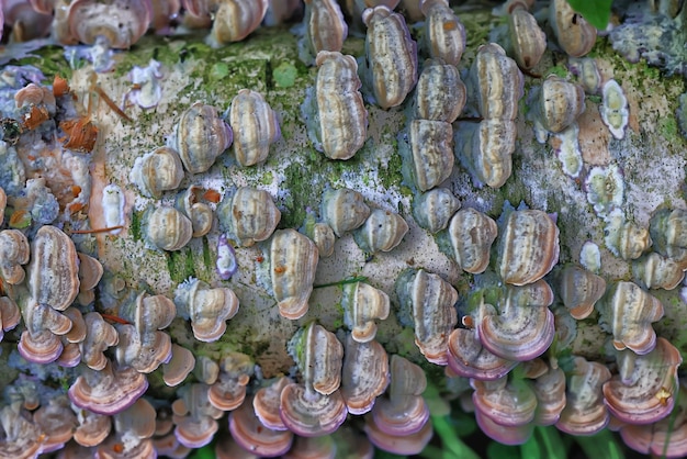 holzpilze parasiten hintergrund, medizinwald wild lebende tiere