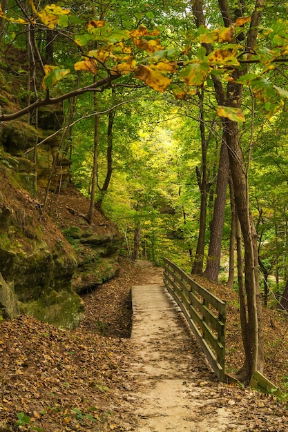 Holzpromenade im Wald