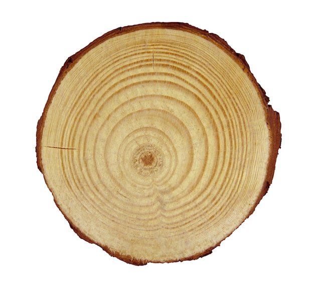 Holzquerschnitt