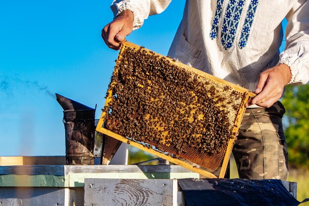 Holzrahmen mit Honig im Bienenstock Gelbe Sommerimkerei