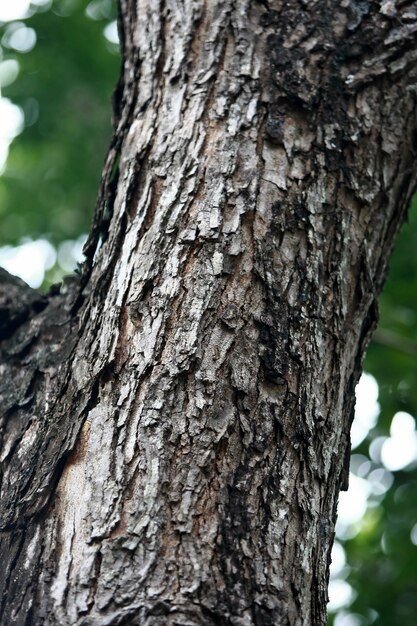 Holzrinde im Garten, Nahaufnahme Textur