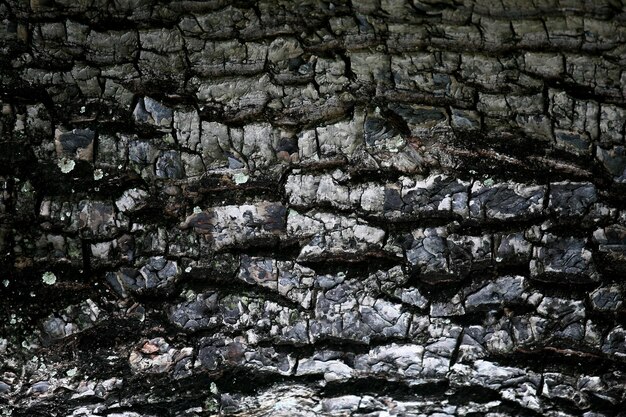 Holzrinde im Garten Nahaufnahme Textur