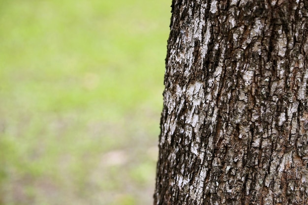 Holzrinde im Garten Nahaufnahme Textur