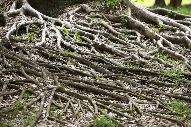 Holzrinde im Garten Nahaufnahme Textur