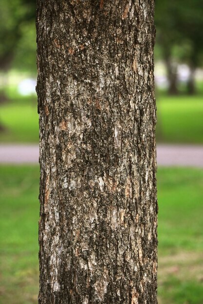 Holzrinde im Garten Nahaufnahme Textur