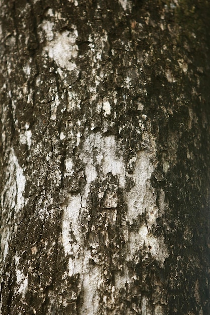 Holzrinde im Garten Nahaufnahme Textur