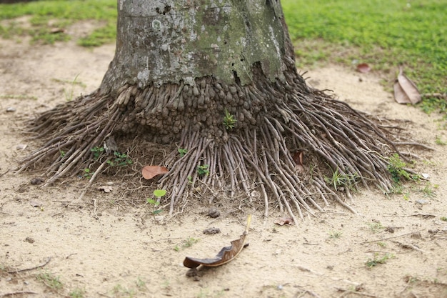 Holzrinde im Garten Nahaufnahme Textur