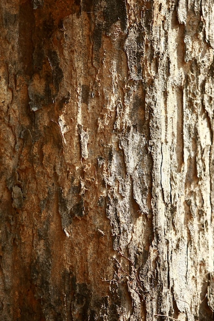 Holzrinde im Garten Nahaufnahme Textur