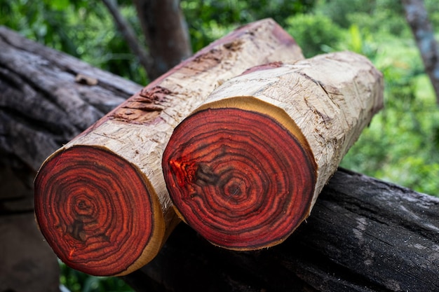 Holzscheite aus Siam-Palisander. Exotisches Holz mit wunderschönem Muster zum Basteln