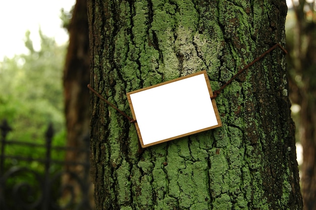 Holzschild auf moosiger Baumrinde