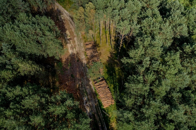 Holzstämme aus einem Kiefernwald