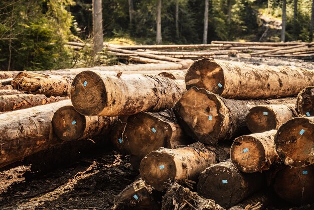 Holzstämme aus Fichten werden aus dem Wald geschnitten, Holzindustrie schneidet Bäume entlang einer für die Entfernung vorbereiteten Straße.