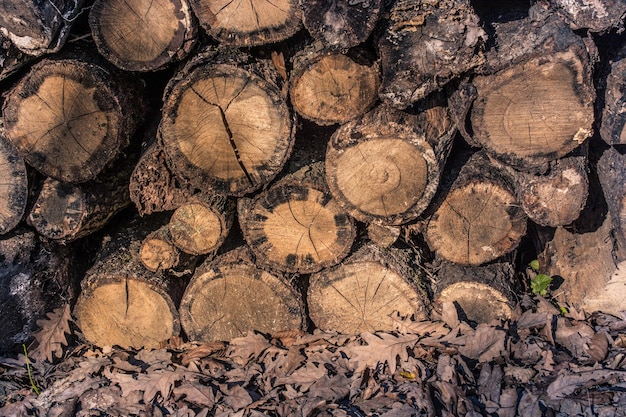 Holzstämme in einem Wald auf dem Display