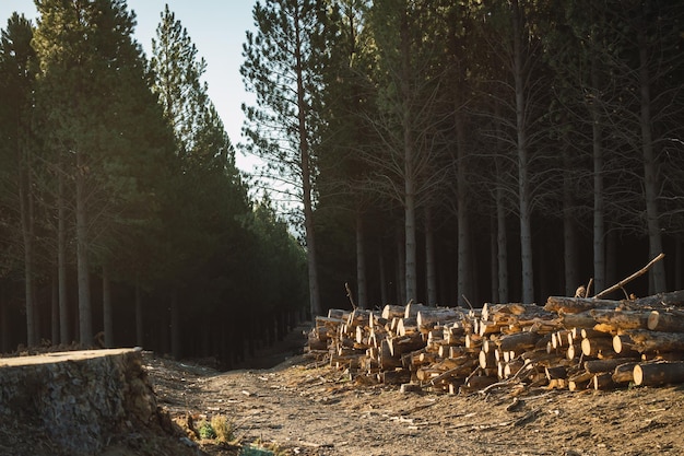 Holzstämme mit Wald im Hintergrund in Patagonien Argentinien