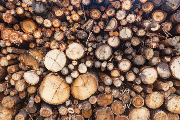 Holzstämme wurden für den Transport vorbereitet und gelagert