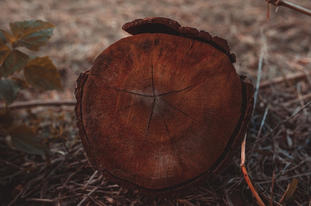 Holzstämme