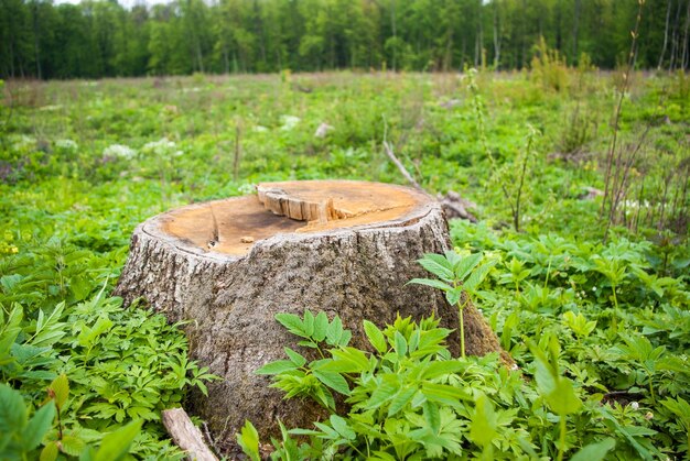 Foto holzstamm auf dem feld gegen bäume im wald