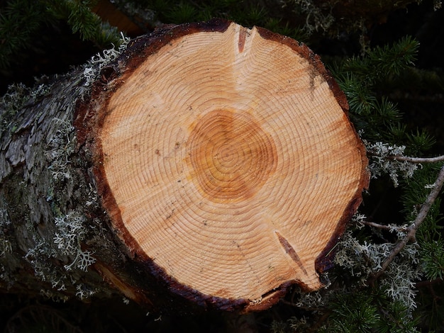 Holzstamm geschnitten