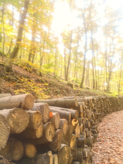 Holzstapel Brennholz in der Nähe der Forststraße im Herbstwald