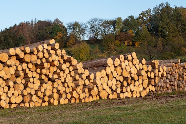 Holzstapel Ein Blick auf riesige Stapel von Baumstämmen