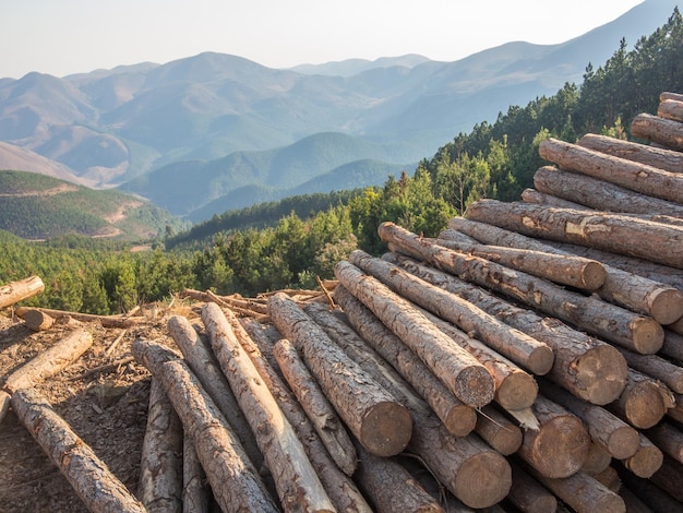 Holzstapel gegen Berge und Wälder in der Nähe von Barberton, Südafrika
