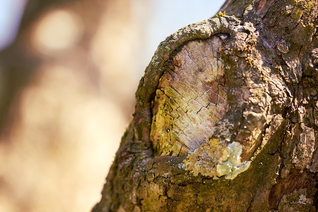 Holzstapel Holzstapel in der Natur