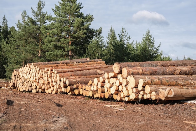 Holzstapel im Kiefernwald Abholzung Holzaufbereitung Holzindustrie