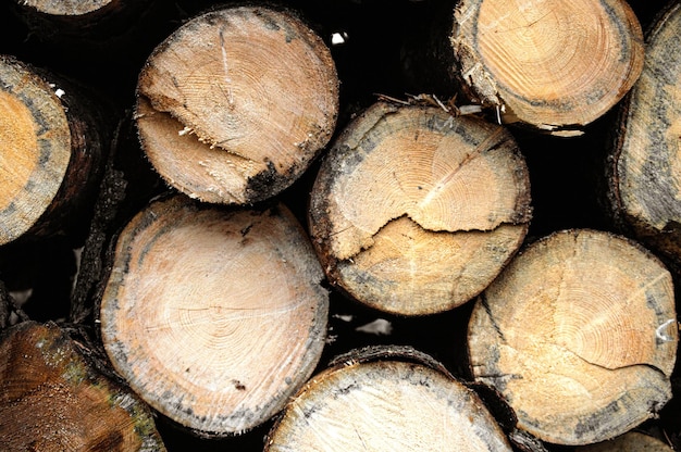 Holzstapel im Wald. Holz schneiden. Stumpf im Wald