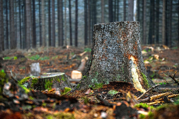 Foto holzstapel im wald. holz schneiden. stumpf im wald.