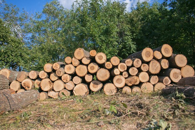 Foto holzstapel im wald