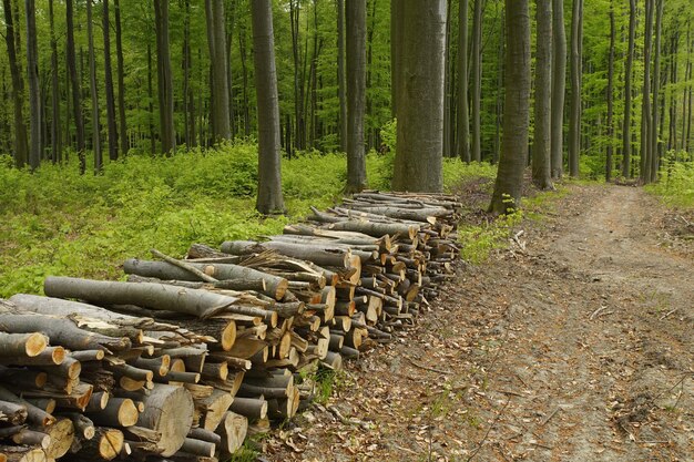 Holzstapel im Wald