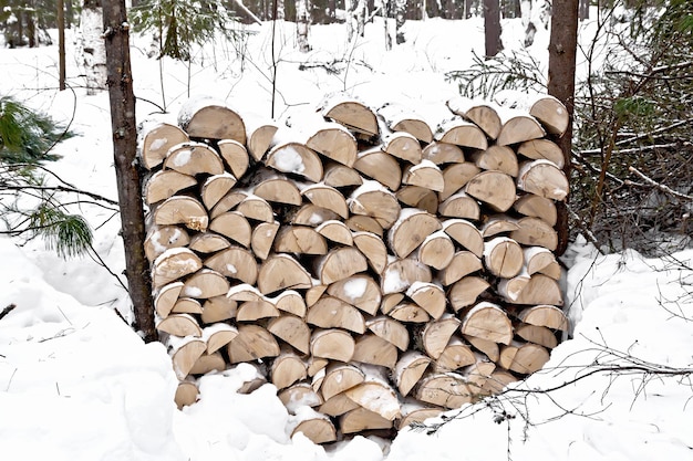 Holzstapel im Wald