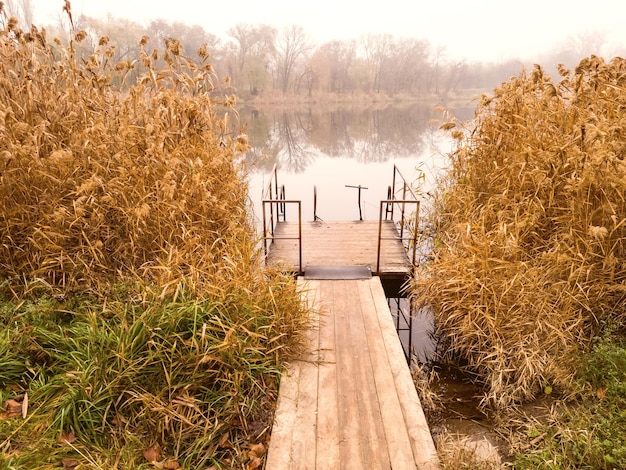 Holzsteg am Flussufer, bewachsen mit Schilf des verlassenen Strandes am nebligen Herbstmorgen