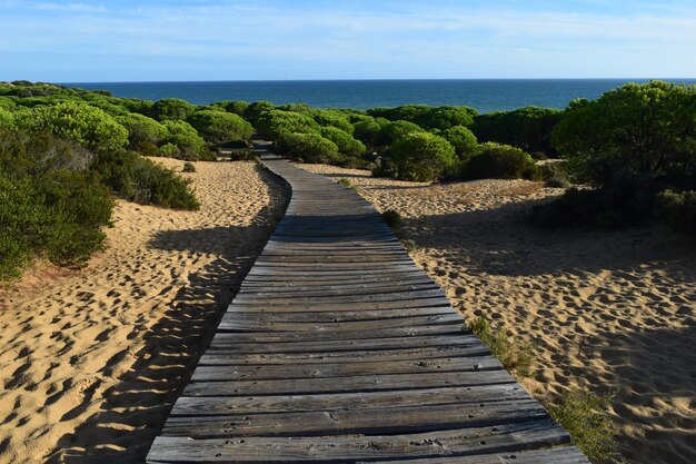 Foto holzsteg zum meer zwischen pinienwald