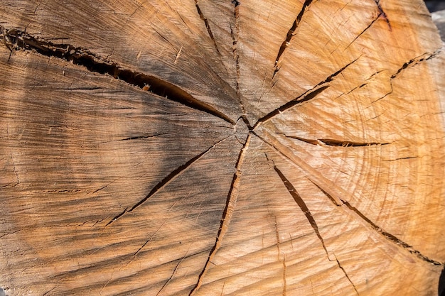 Holzstruktur aus geschnittenem Baumstamm