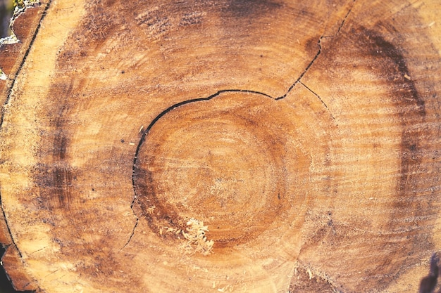 Holzstruktur eines geschnittenen Baumstamms in Nahaufnahme