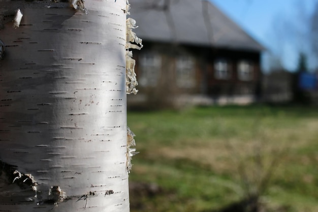 Holzstruktur im Freien